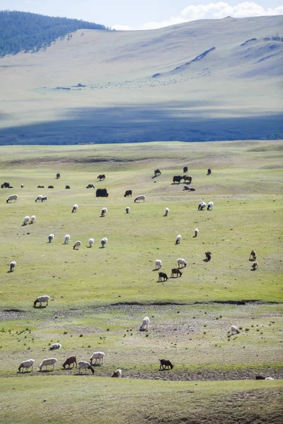 Uma Manada Ovelhas Cabras Mongólia — Fotografia de Stock