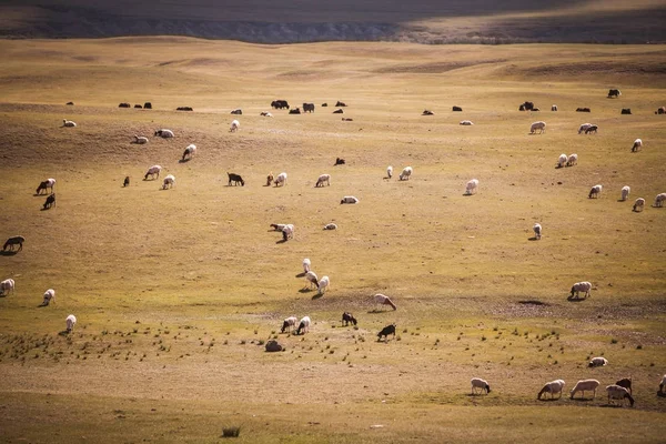 蒙古的一群绵羊和山羊 — 图库照片