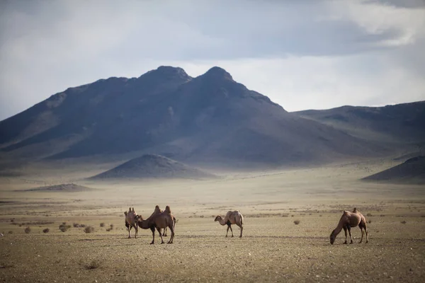 Color image of some camels in Mongolia.