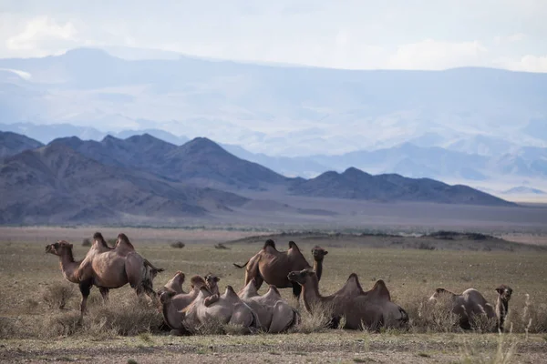Färgbild Några Kameler Mongoliet — Stockfoto