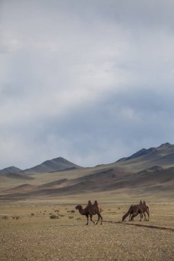 Moğolistan'da bazı Camel renkli görüntü.