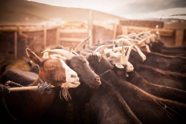 Moğolistan'da bazı keçi renkli görüntü.