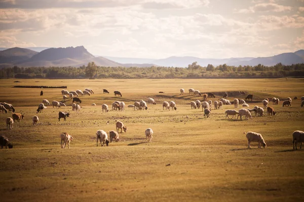 Una Manada Ovejas Cabras Mongolia — Foto de Stock