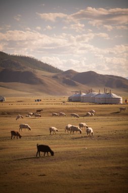 Bir alan üzerinde bazı Moğol yurts renkli görüntü.