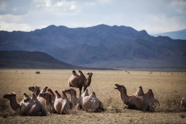 Moğolistan'da bazı Camel renkli görüntü.