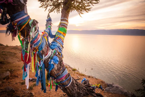 Colpo Colori Albero Sciamanico Sull Isola Olkhon Sul Lago Baikal — Foto Stock