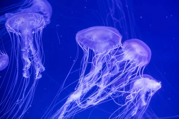 Jelly fish swimming in an aquarium — Stock Photo, Image