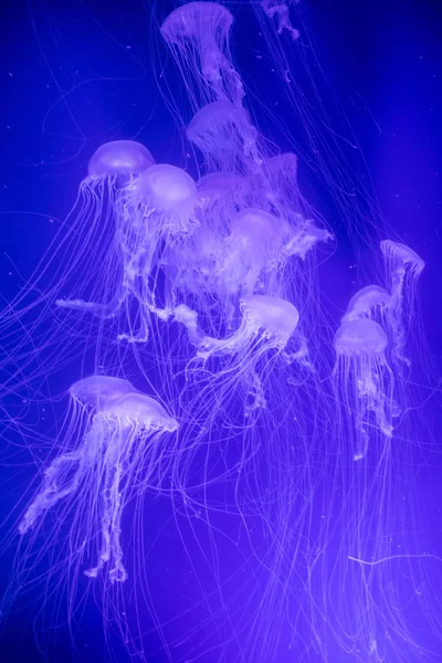 Medusas nadando en un acuario — Foto de Stock