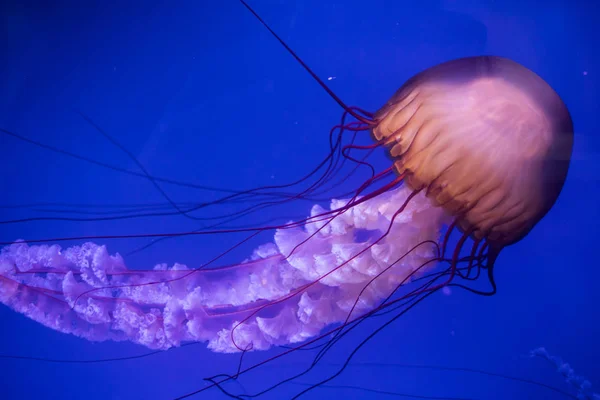 Jelly fish swimming in an aquarium — Stock Photo, Image