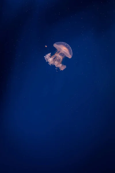 Jelly fish swimming in an aquarium — Stock Photo, Image