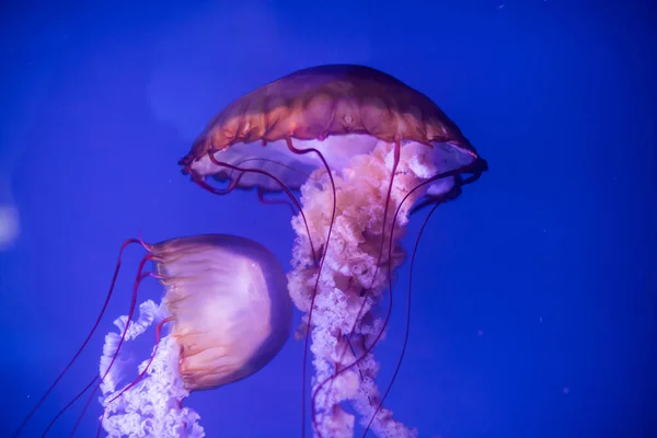 Jelly fish swimming in an aquarium — Stock Photo, Image