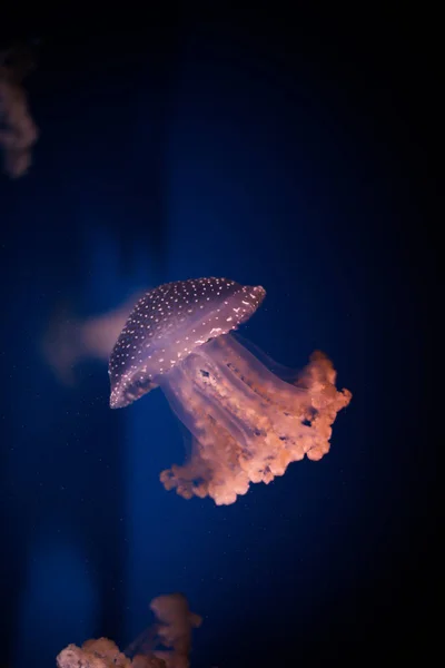 Medusas nadando en un acuario — Foto de Stock