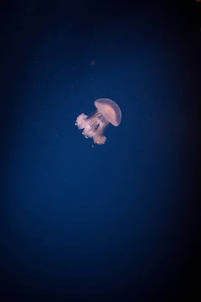 Medusas nadando en un acuario — Foto de Stock