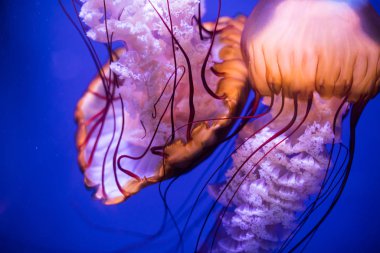 Akvaryumda yüzen denizanaları.