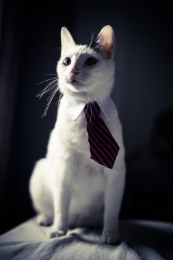 Kravat takan bir kedinin portresi, sığ bir tarla derinliği var..