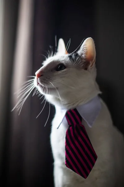Retrato Gato Con Corbata Cuello Con Poca Profundidad Campo — Foto de Stock