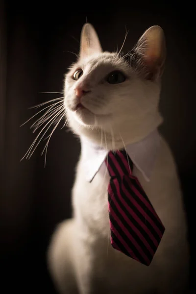 Πορτραίτο Γάτας Γραβάτα Λαιμού Ρηχό Βάθος Πεδίου — Φωτογραφία Αρχείου