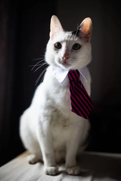 Retrato Gato Con Corbata Cuello Con Poca Profundidad Campo — Foto de Stock