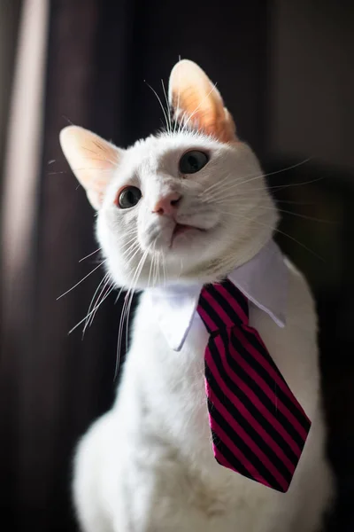 Egy Nyakkendőt Viselő Macska Arcképe Sekély Mélységű Mezővel — Stock Fotó