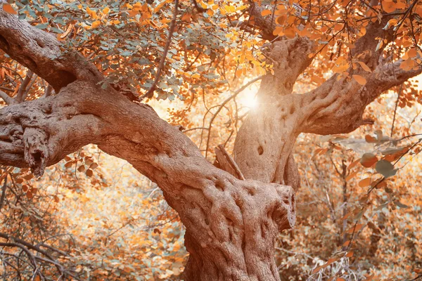 Escena de otoño, paisaje de temporada natural con hojas —  Fotos de Stock