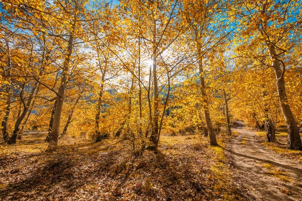 Stromy se zlatými listy na podzim — Stock fotografie