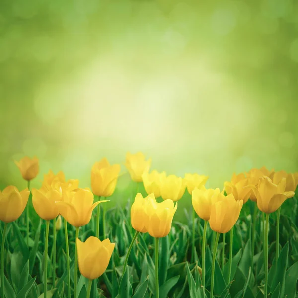 Zbliżenie kwiatów tulipanów świeże na zielonym tle — Zdjęcie stockowe
