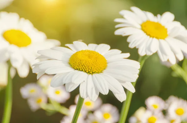 Daisy kwiat na zielonej łące — Zdjęcie stockowe