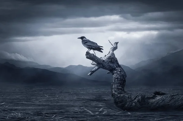 Black raven in moonlight perched on tree. Scary, creepy, gothic setting. Cloudy night. Halloween — Stock Photo, Image