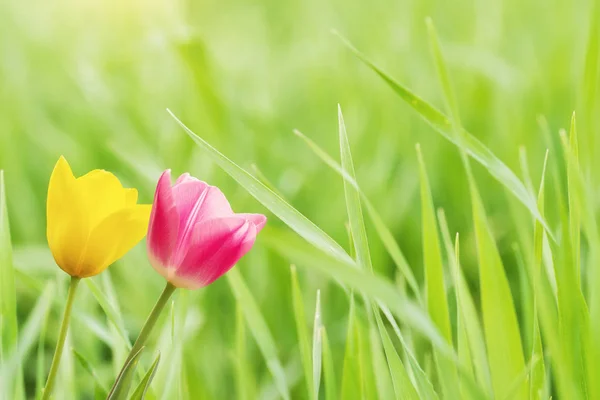 Zamknij widok tulipany tło zielony — Zdjęcie stockowe
