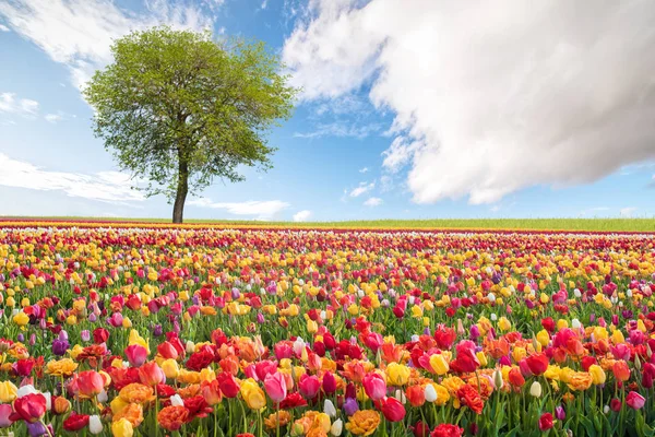 Paisagem de primavera com flores coloridas — Fotografia de Stock