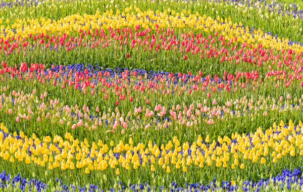 Tulipas coloridas no jardim. — Fotografia de Stock