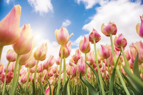 Belo campo de tulipas rosa — Fotografia de Stock