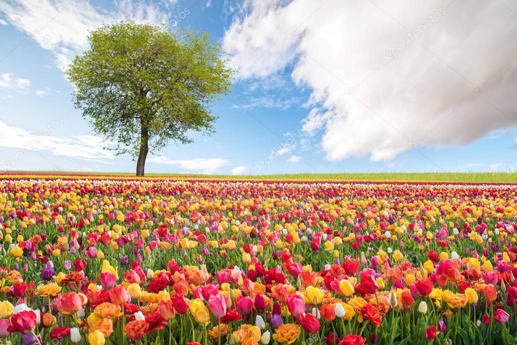 spring landscape with colorful flowers