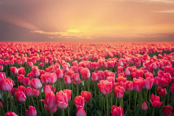 Uma paisagem mágica com o nascer do sol sobre o campo de tulipas — Fotografia de Stock