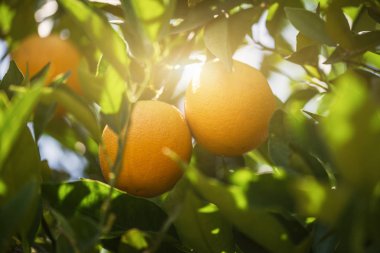 Şube portakal ağacı meyve yeşil yaprakları