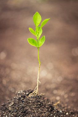 Taze topraklarında bitki
