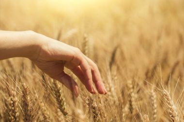 buğday alanında el.