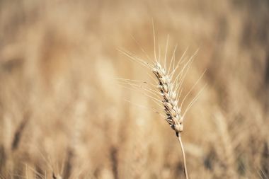 Altın buğday alanı kapatın