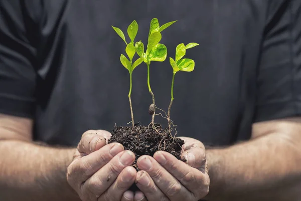 Plant growing on soil with hand holding