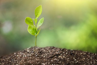 tohumdan büyüyen yeşil Filiz