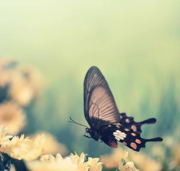 Mariposa y flor vintage en primavera — Foto de Stock