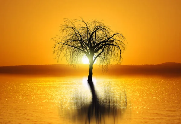 Image of sunset with tree reflection in water — Stock Photo, Image