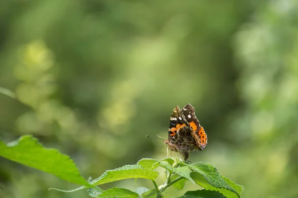 Mariposa monarca sobre planta verde en un jardín — Foto de Stock