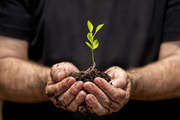 Young plant on soil in a hand of an farmer.