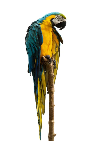 Макао попугай изолирован на белом фоне — стоковое фото