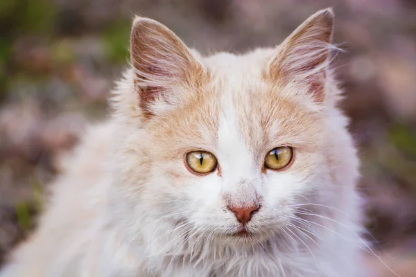 Gato marrón blanco en escaleras, animales domésticos, ojos amarillos, naturaleza, cabeza —  Fotos de Stock