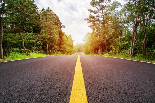 boş asfalt yol ve sarı çiçek çiçek alan. doğal yaz arka plan