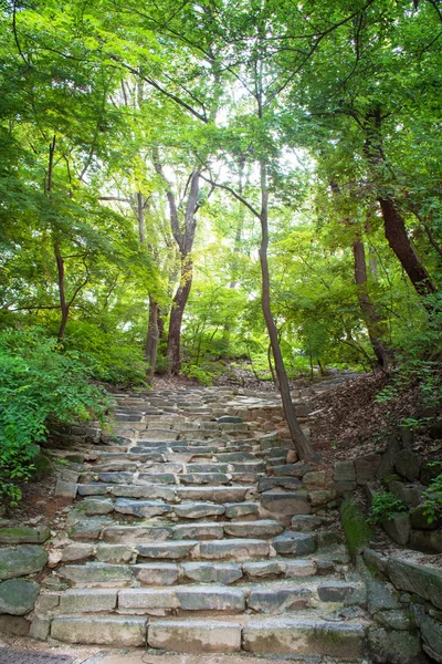 绿色森林中的石头楼梯 — 图库照片