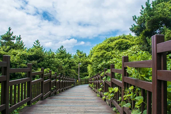 Güzel yeşil orman içinde taş merdiven. Doğa kavramı.