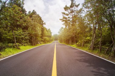 boş asfalt yol ve yeşil ağaçlar ile güzel doğa